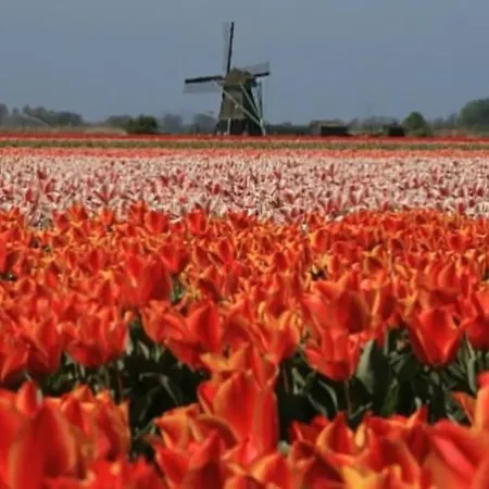 De Keizerskroon 240 Julianadorp