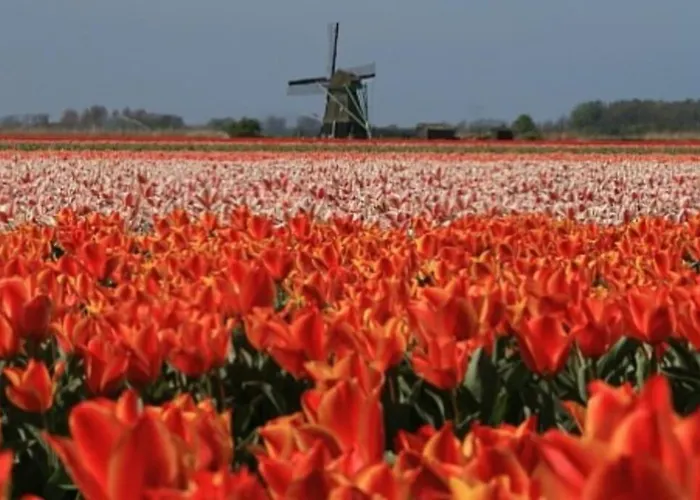 De Keizerskroon 240 Julianadorp